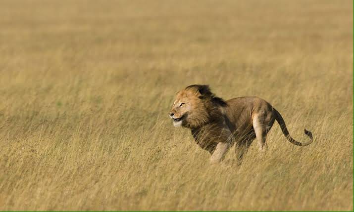 DHONI AS LION .........THREAD