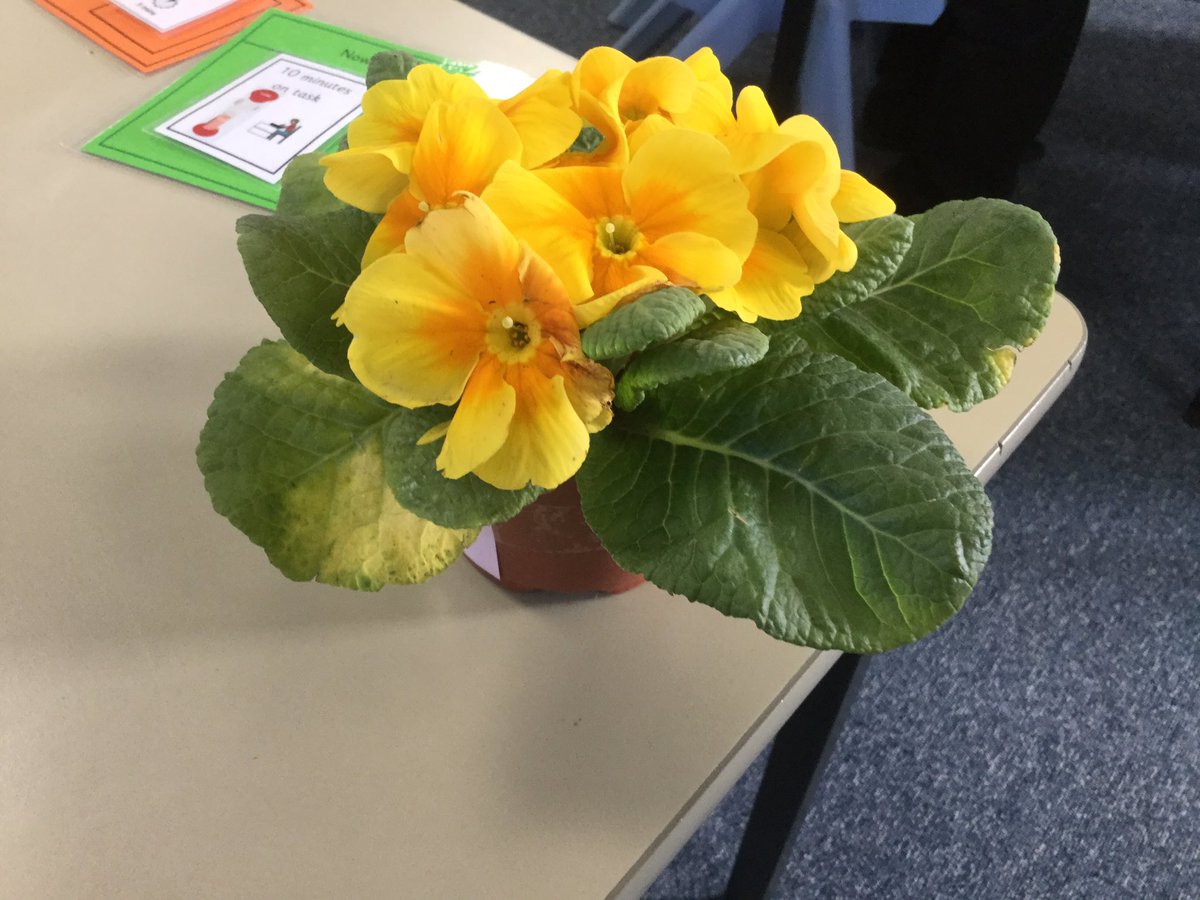 MissBHighlands's tweet photo. The plant that has been in the dark is starting to turn yellow and the leaves are getting bigger after only a week https://t.co/WYu3b6CXgj