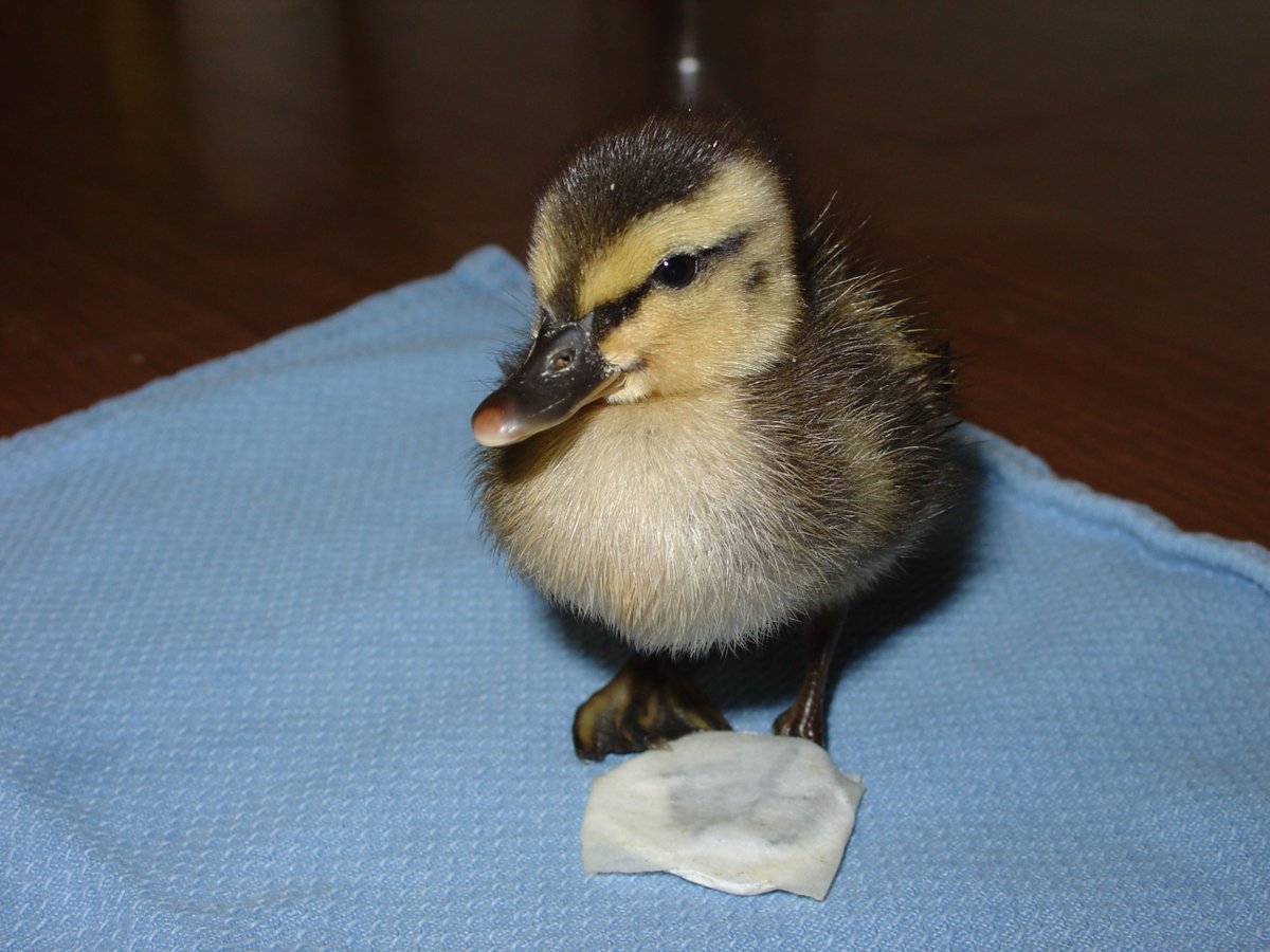 MiamiCoFound's tweet photo. Brukner Nature Center accepts over 1500 wild patients into the Wildlife Rehabilitation Unit.  Brukner received a grant to help build a new building on their rehab campus dedicated to the quarantine and care of wild patients.
#lovenature #helpinganimals #greatplacetovisit https://t.co/An0ITUtAFQ