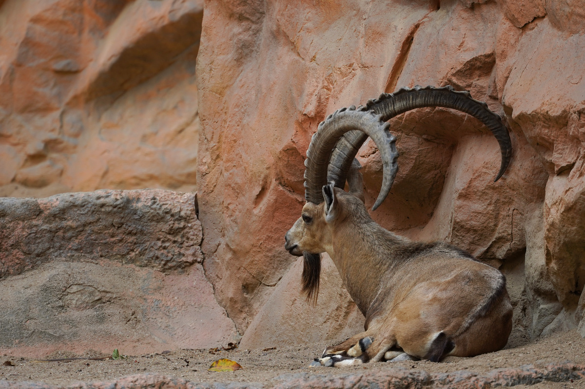 ヌビアアイベックス Twitter Search Twitter