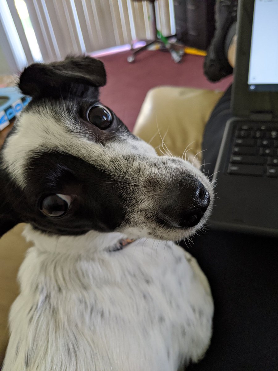 We have a new student and his name is Bruiser. He is joining our class today. What does your classroom look like today?  #bringyourdogtoschool #workspace