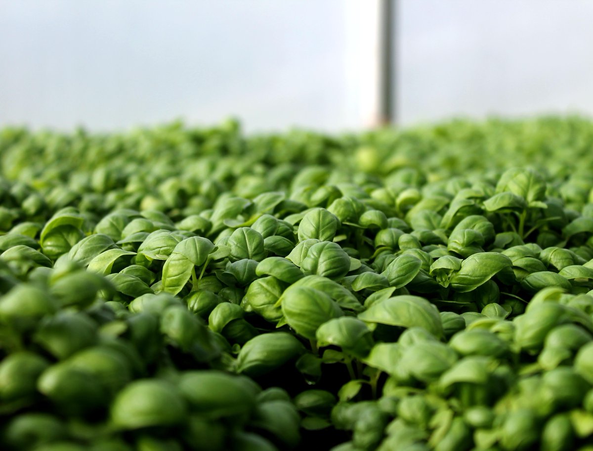 Blue Moon Acres tweet media