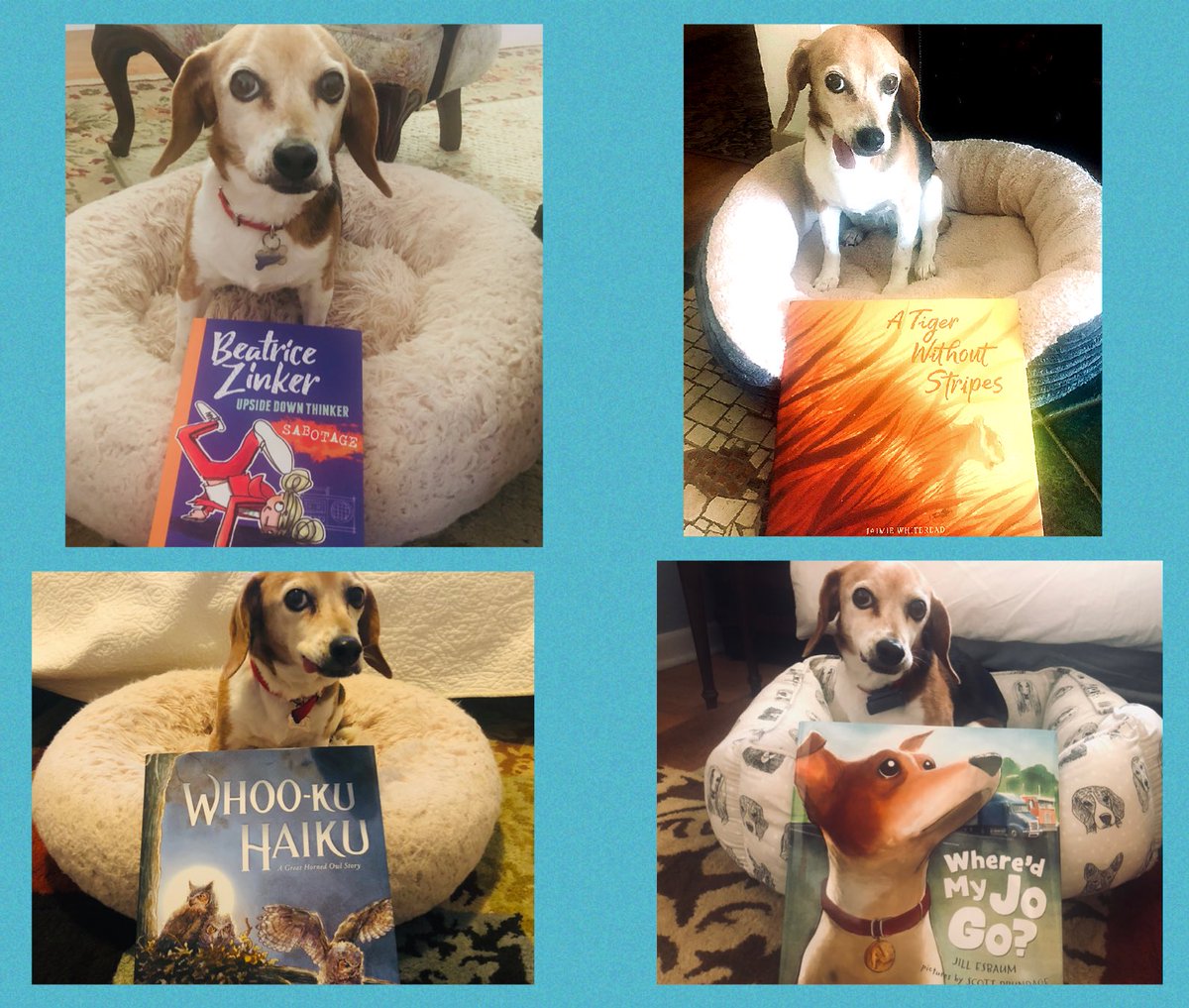 Laura Mossa (@lauramossa) on Twitter photo Bella is all smiles sharing Beagles & Books’ #IMWAYR with a new Beatrice adventure, a tiger who learns a valuable lesson, a heartwarming story of a truck driver & her pup & a gorgeous story about an owl family. <a href="/JEsbaum/">Jill Esbaum POLECAT HAS A SUPERPOWER!</a> beaglesandbooks.com/2020/03/16/its… #beaglesandbooks #bookexcursion Bella is all smiles sharing Beagles & Books’ #IMWAYR with a new Beatrice adventure, a tiger who learns a valuable lesson, a heartwarming story of a truck driver & her pup & a gorgeous story about an owl family. <a href="/JEsbaum/">Jill Esbaum POLECAT HAS A SUPERPOWER!</a> beaglesandbooks.com/2020/03/16/its… #beaglesandbooks #bookexcursion
