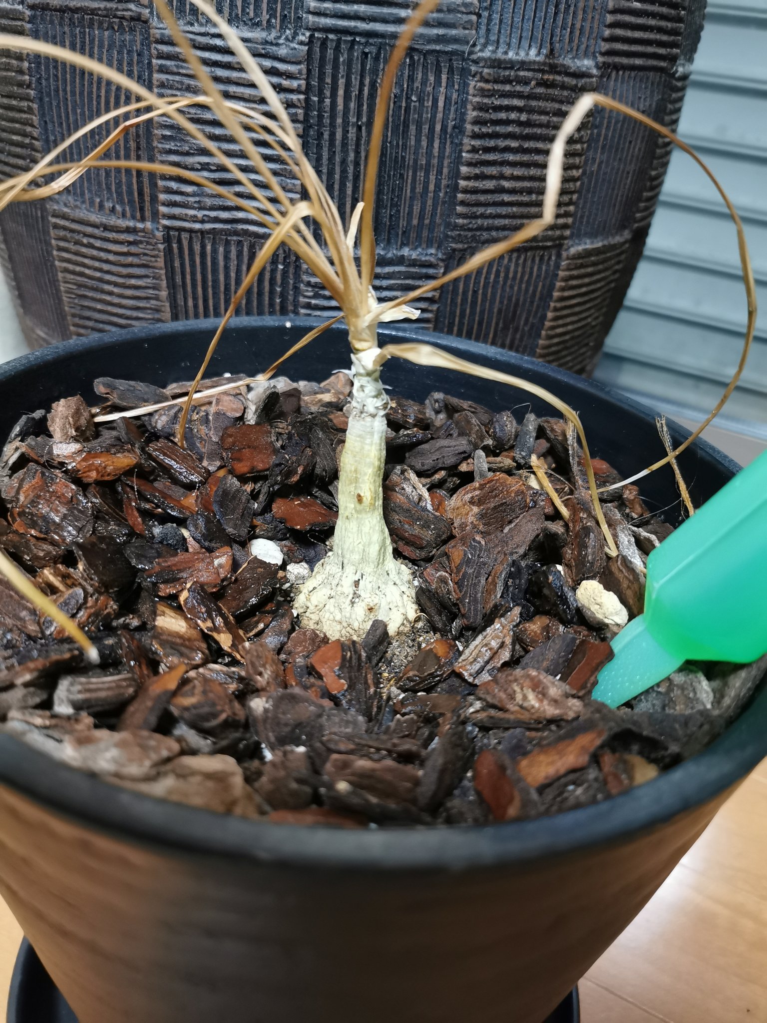 Yut 観葉植物 困ったです ポニーテール トックリラン の小苗を２年前から育てていたのですが越冬に失敗 緑の葉は枯れ 元気がなくなってしまいました もう２ヶ月以上この状態 芽が出やすいかなと 枯れた葉を切りました 誰かいい方法があっ