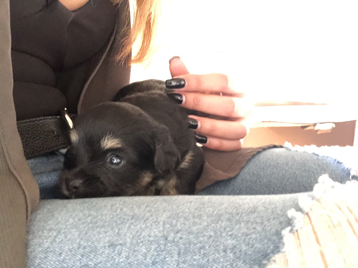 SammDoody's tweet image. As of today i have a new love in my life my baby to beeee #5weekstogo 🐶❤️❤️❤️❤️