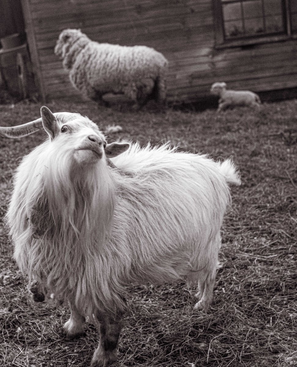 fotogosaurus's tweet photo. keeping up appearances https://t.co/uaPsAFORNj #VT #Vermont #NewEngland #sheep #goats #FarmAnimals #farm #rural #KeepUpAppearances #AnimalPortrait #lamb #BW #BlackAndWhitePhoto #BlackAndWhite #BlackAndWhitePhotography https://t.co/JFktnagLtW