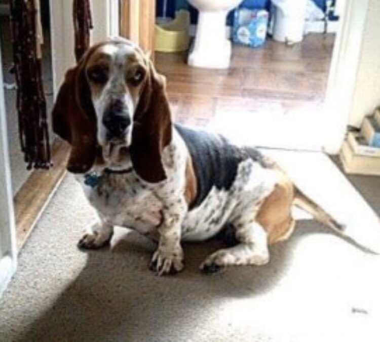 rosiedoc666's tweet photo. #PetTheftAwarenessWeek 
‼️STOLEN‼️ LOTTIE older adult #BassetHound female Spayed&amp;chipped Tri-colour. Lump on back/shy 24/9/17 
#FiveAshes EAST #Sussex #TN20 
#petTheft #StolenDog #dogtheft #ScanMe #TheftByFinding 

https://t.co/UzOUp5Ddju

@sussex_police @thedogfinder @gelert01 https://t.co/b9jFFz0kNw