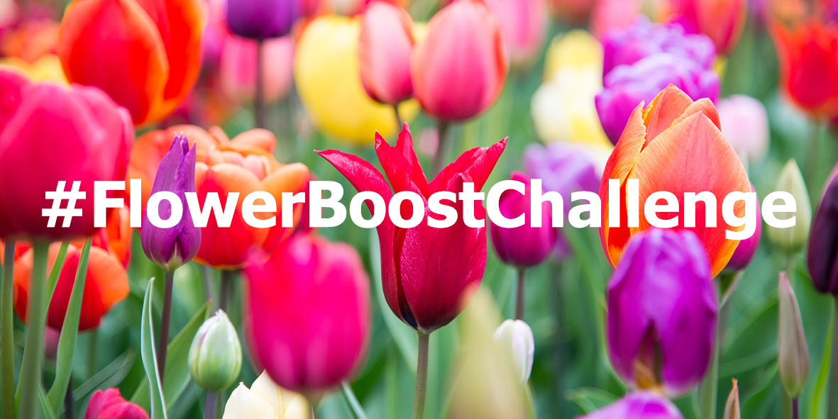 We dagen jullie uit!
Iedereen kan in deze tijd wel een boost gebruiken. Nu is het moment om voor collega’s, partners, vrienden, familie en je buren een (extra) bloemetje of plantje te kopen!

#flowerboostchallenge
#coronavirus
#sierteelt
