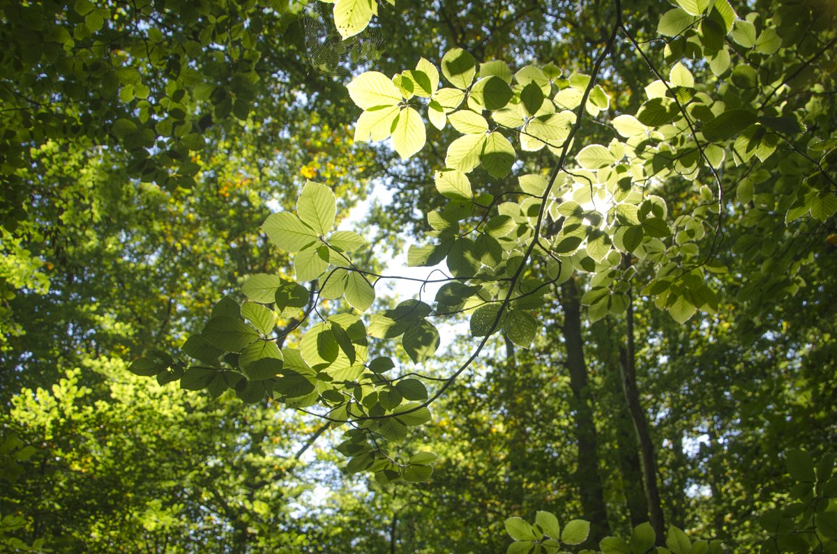 En cette période très particulière, les équipes de Reforest’Action restent mobilisées et engagées dans le suivi de nos projets en faveur des forêts. Prenez soin de vous et de vos proches #restezalamaison