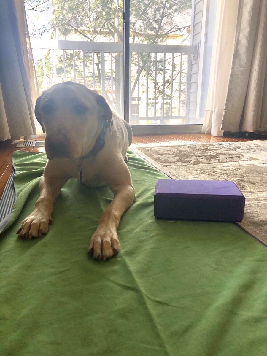 mst4thadventure's tweet photo. Mindfulness Monday with my dog Maverick! Parents: you can practice mindfulness at home with Cosmic Kids Yoga on YouTube! My favorite is the Harry Potter one! Books and yoga for all ages 🤓💪 @sbprindle @WakefieldForest https://t.co/8Xr49XY4cW