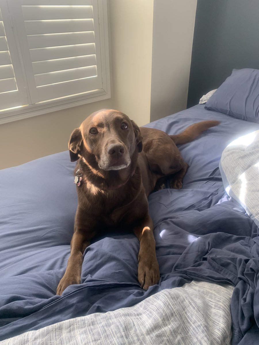 SSweazey's tweet photo. @julimillerteach Here’s our girl. Going to be 10 soon! https://t.co/rLv1Rn4dqs