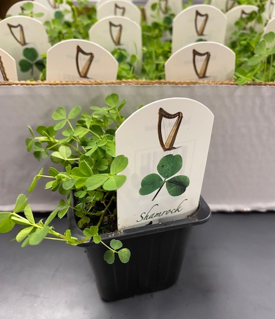 RodgersFlorist's tweet photo. We've had a delivery of shamrock ready for St Patrick's Day ☘️ #stpatricksday #shamrock #luckyshamrock #manchesterflorist https://t.co/x693NTeSBa