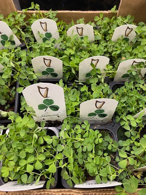 RodgersFlorist's tweet photo. We've had a delivery of shamrock ready for St Patrick's Day ☘️ #stpatricksday #shamrock #luckyshamrock #manchesterflorist https://t.co/x693NTeSBa