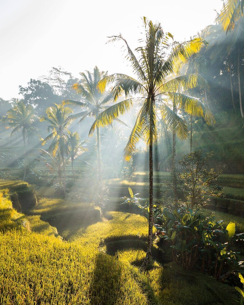 Beautiful morning light filtering through the trees in Bali ❤✨ Tag someone you love to spread joy and positivity today! (📸: @conormccann 📍: Bali, Indonesia)

#balineseculture #lfl #wanitabali #balidaily #bamboobag #galungan #visitbali #hindu #udeng #repost #denpasarnow
