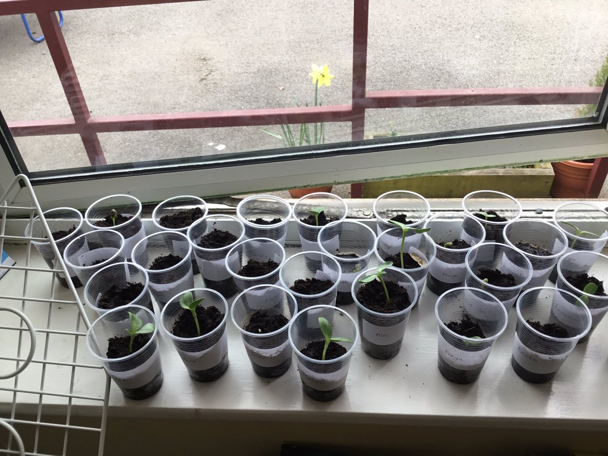 CTKLiverpool6's tweet photo. Our sunflowers and beans are sprouting https://t.co/WvY7JnUZUH
