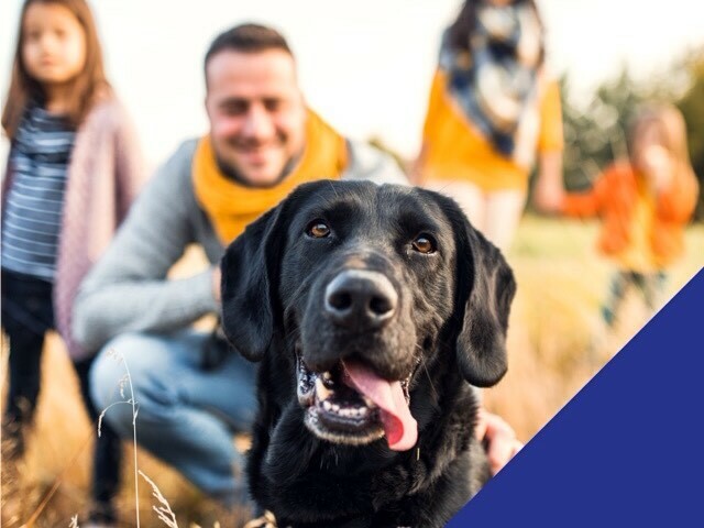 OakBarnVets's tweet photo. The team at Oak Barn Vets are doing our part to keep pets, clients and our staff healthy during COVID-19 (Coronavirus)
The health, safety and wellbeing of our patients, our staff and our community is our number-one priority.
We remain committed to delive… https://t.co/oQKpUzRTxd https://t.co/QJszjQivem