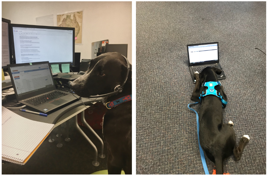 Shadow Health tweet media