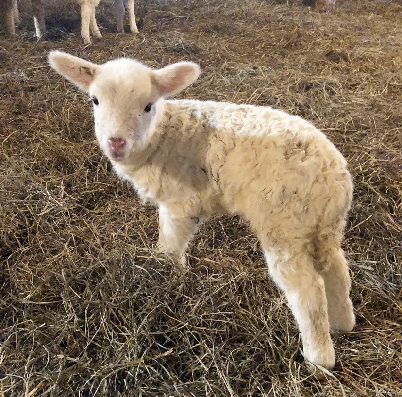Meet our new lamb “Luna” ! Congratulations to April Harris - the winner of our naming contest! Thank you for everyone who participated - it was so hard to choose 😖😁 April will receive a free pass to our Giant Easter Egg Hunt! 

#easter #easteregghunt