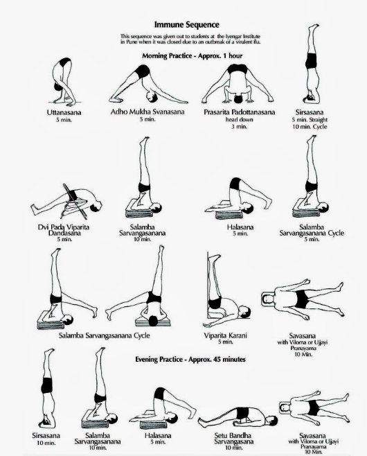 EssentialYoga's tweet photo. Iyengar Yoga Sequence for supporting the Immune system https://t.co/isHJkNQws6 https://t.co/UM7m2rrXIj