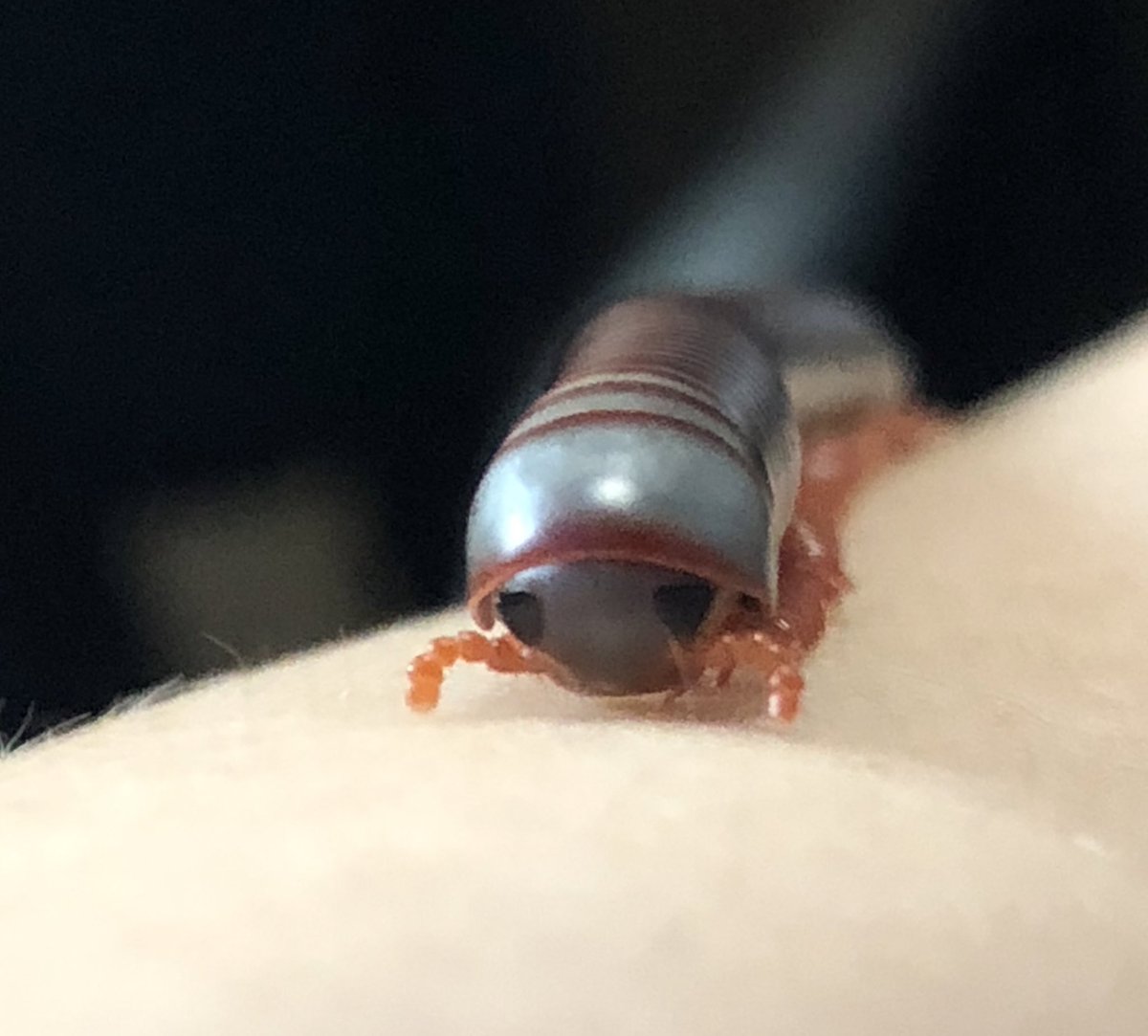 Shun Miki 3939 Miki 目と触覚がかわいすぎますよね Twitter