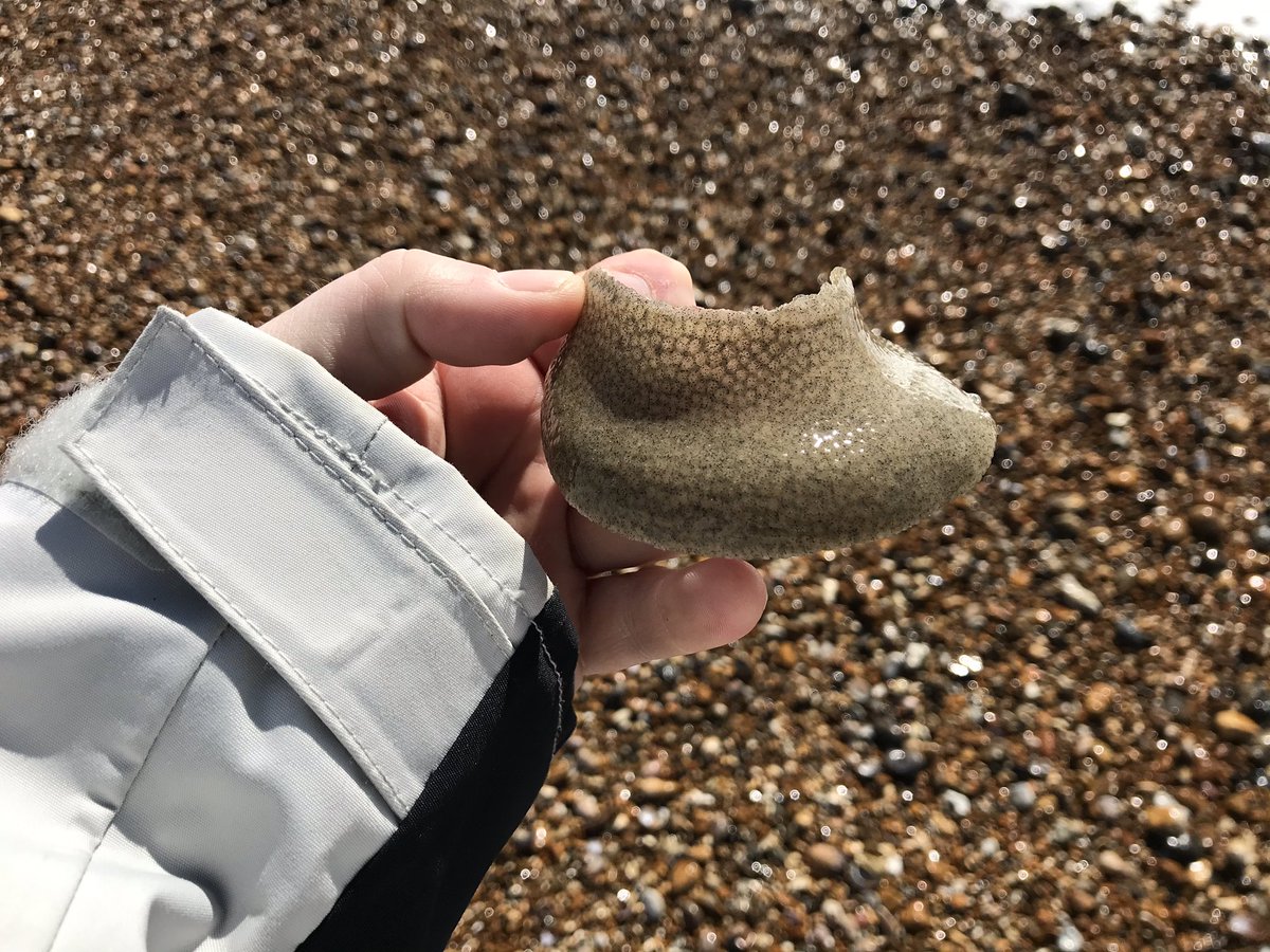 IMS_Marc's tweet photo. Moon snail egg cases (sand collars) washed up on Hayling beach this weekend. 1st time I’ve ever seen one! #marinebiology #portsmouthuni #moonsnail #eggcases #sandcollar #beach #seashore https://t.co/u44Zu0IWDP
