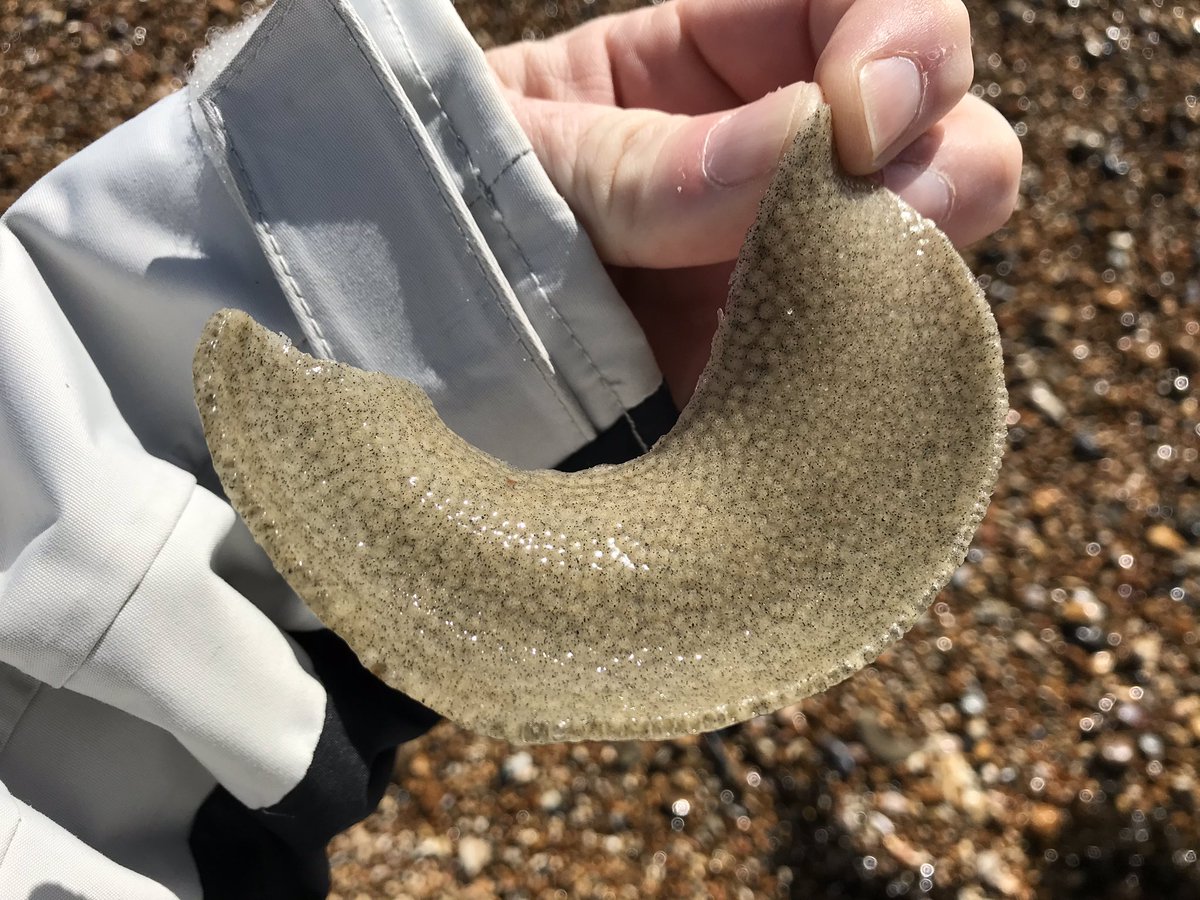 IMS_Marc's tweet photo. Moon snail egg cases (sand collars) washed up on Hayling beach this weekend. 1st time I’ve ever seen one! #marinebiology #portsmouthuni #moonsnail #eggcases #sandcollar #beach #seashore https://t.co/u44Zu0IWDP