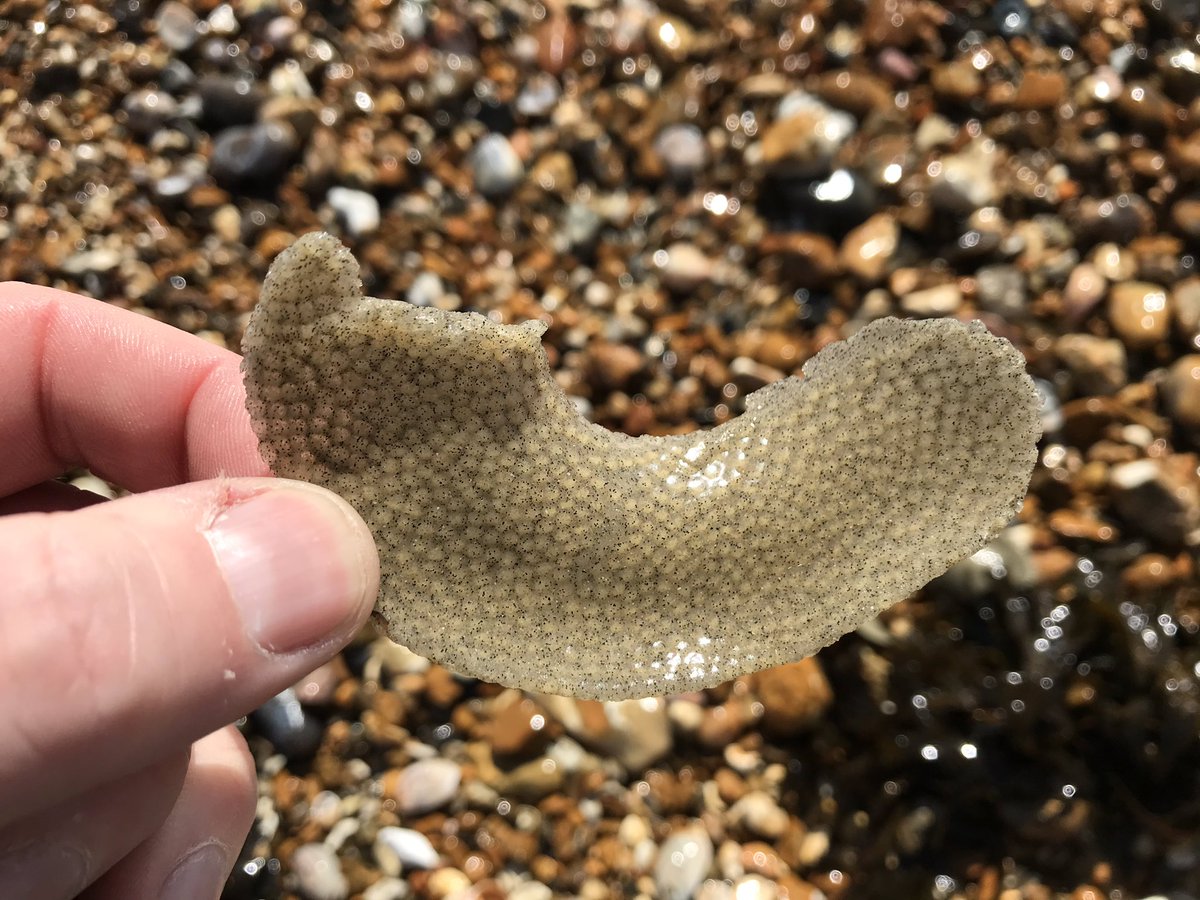 IMS_Marc's tweet photo. Moon snail egg cases (sand collars) washed up on Hayling beach this weekend. 1st time I’ve ever seen one! #marinebiology #portsmouthuni #moonsnail #eggcases #sandcollar #beach #seashore https://t.co/u44Zu0IWDP
