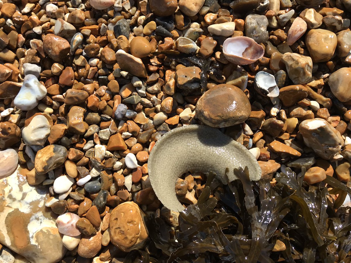 IMS_Marc's tweet photo. Moon snail egg cases (sand collars) washed up on Hayling beach this weekend. 1st time I’ve ever seen one! #marinebiology #portsmouthuni #moonsnail #eggcases #sandcollar #beach #seashore https://t.co/u44Zu0IWDP
