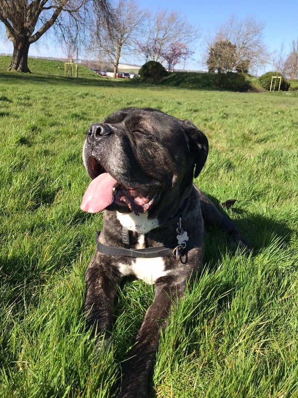 PositiveVictim's tweet photo. due to his poorly wrist (where the tumour is growing) and there's not been much sun recently. 
Been sent this today at work and I'm in bits. 
One more time on the sun 😍
Isn't he gorgeous 
#goodboyfrank https://t.co/ReNwTdN1Mf