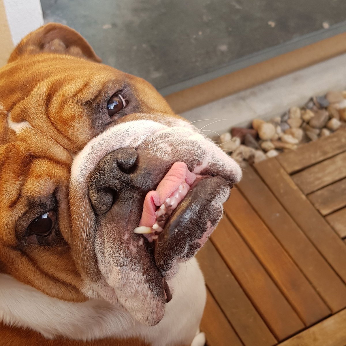 Holger_rules tweet media