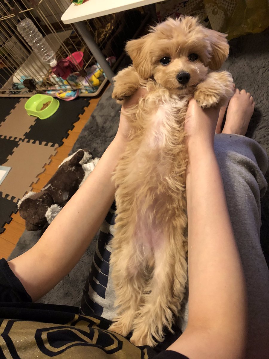 マルプーのクーちゃん (@cray_f_eilish) / Posts / X