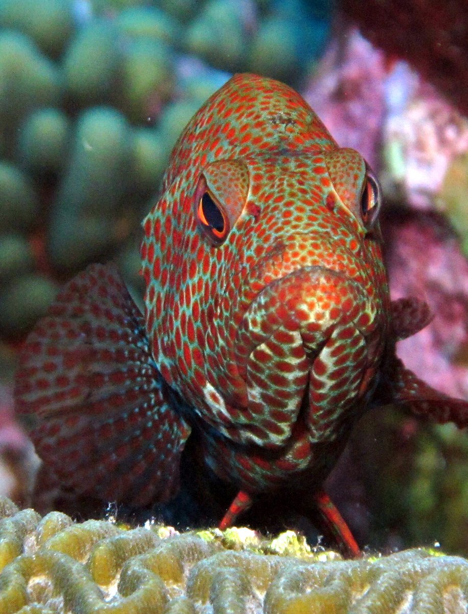 FGBNMS's tweet photo. Donโt be a grumpy-gill like this grouper. Turn this moody Monday into a Rock(hind)-solid one!
#GrumpyGills #MondayMood https://t.co/oOgOvcLnt9