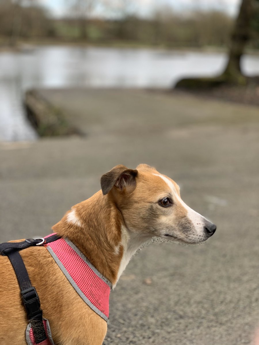 My humans love sticking a camera in my face! I’m not a dogwalk model! #whippet #hound #houndsoftwitter #whippetsoftwitter #lurcher #rochdale