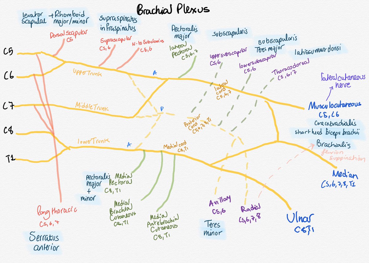 A little drawing you might like... 🤓 #brachialplexus #emg #nerves