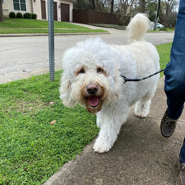 KirkTheFloof's tweet photo. The humans haven’t left for the evil work place in days - so I decided to take them for a walk 😉 https://t.co/kp47BPbATR https://t.co/ArPUavfyFn