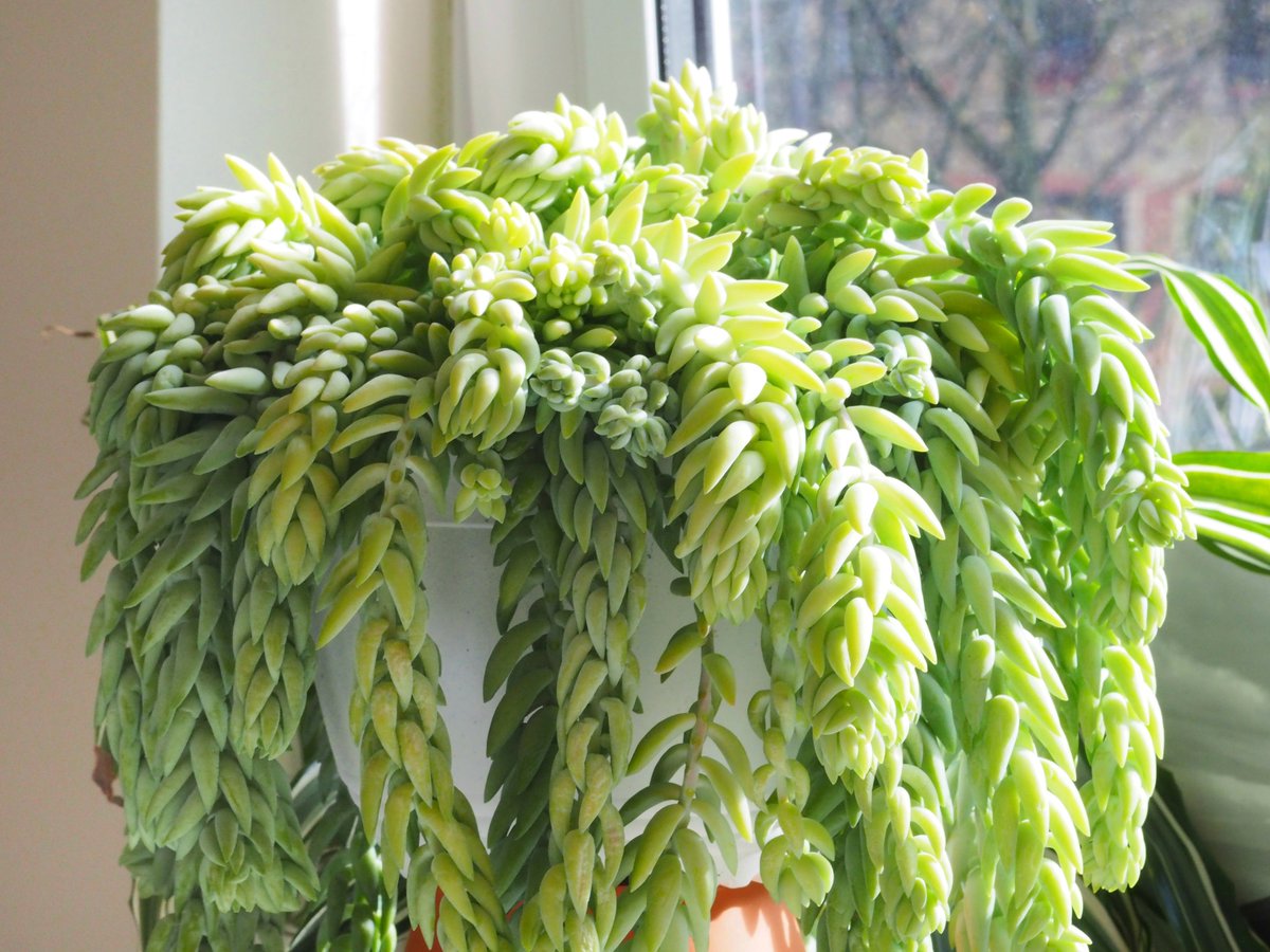 tinyurbanfarmer's tweet photo. I just got this lovely one (Sedum morganianum) - enjoying the sunshine; that means cuttings soon available. Check out others here https://t.co/JO6FE2sTms #succulent #succulents #tinyurbanfarmer #plants #etsy #etsyshop #echeveria #gardening #sedum #burrito #etsyfinds #etsygifts https://t.co/ftF2hSC0iI