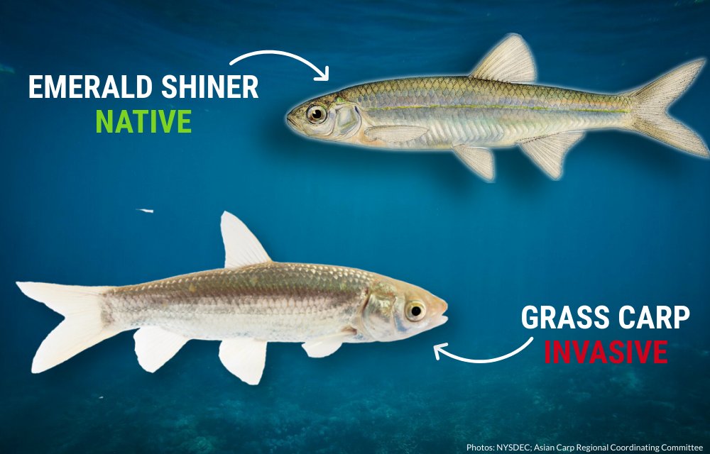 Invading Species on X: Can you tell the difference? It can be difficult to  tell legal baitfish apart from invasive Asian carp juveniles, like the  invasive Grass Carp and native Emerald Shiner.