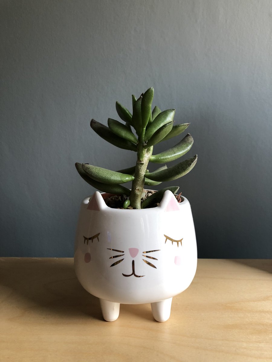 ClaireOvergate's tweet image. Just added a little succulent to the lovely plant pot I recently bought from the @OvergateHospice new goods section on sale with @OvergateRetail. There are some lovely little gifts and bits for the home, check them out if you visit a shop soon...