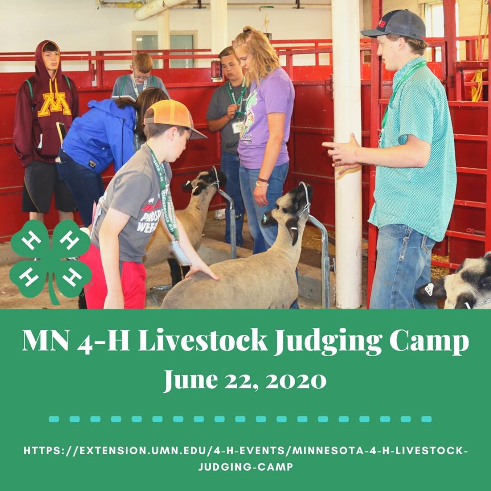 benton_4H's tweet photo. Do you want to enhance your livestock evaluation and selection skills? Do you want to become better with oral reasons?

If you answered yes to either of these questions, then the Minnesota 4-H Livestock Judging Camp is for you!

Learn more at:
https://t.co/1gGdEMcAH0 https://t.co/OFQ3IhqM0g