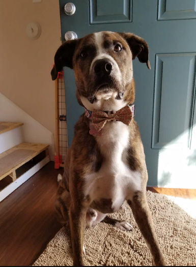 marillion13's tweet image. PHOTO OF THE DAY: Rudy - Submitted by Mary Wacker - What a cute pup, from the daily @PawMyGosh newsletter!!!
🐶🐶🐶💖💖💖
Strange, suddenly liking, retweeting or answering to tweets doesn´t take an eternity anymore, @Twitter @TwitterSupport ??? #OldTwitterLayout #GoodTwitter.