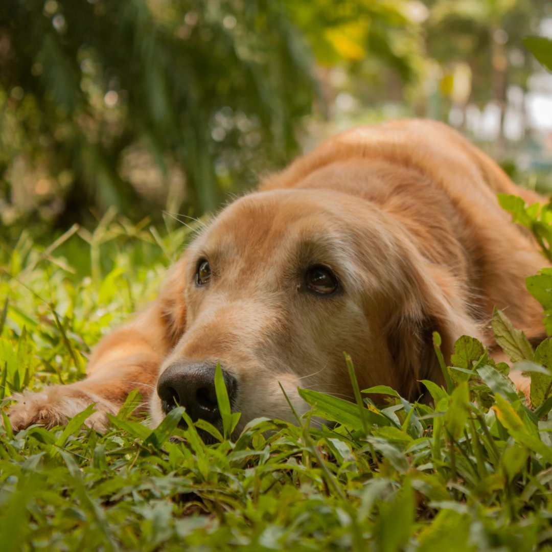 SoleFlops's tweet photo. Shhhhh!!!  Monday is looking for me...

#Monday #dog #goldenretriever https://t.co/Ay4s1DOUc2