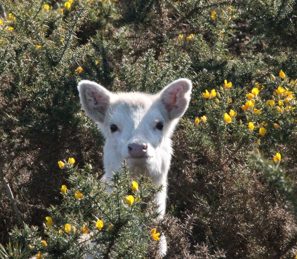 Sika deer on the heath. <a href="/DorsetWildlife/">Dorset Wildlife Trust</a> @wildnature @TheDailyDeer <a href="/BritishDeerSoc/">British Deer Society (BDS)</a> <a href="/ChrisGPackham/">Chris Packham</a> <a href="/dorset_eye/">Dorset Eye (Independent Citizen Community Media)</a> <a href="/Bournemouthecho/">Bournemouth Echo</a> <a href="/LytchettP/">Lytchett Bay Nature</a> <a href="/NatureofDorset/">Nature of Dorset</a> <a href="/DorsetTourism/">Visit Dorset</a> #Dorset #wildlife #springwatch