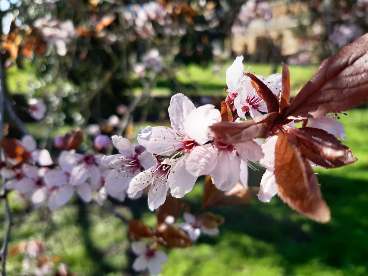 Springtime starting on walk by #Edgehill