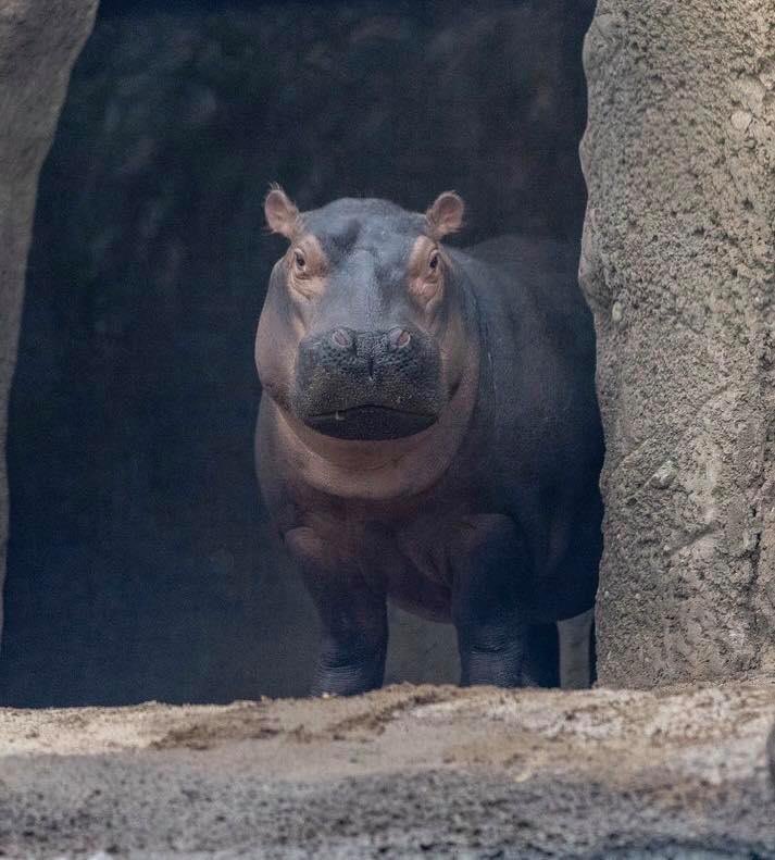 HeusnerScience's tweet photo. Heusner family we have followed Fiona since birth! I’ll definitely be watching!  Cincinnati zoo a Home Safari Facebook Live each weekday at 3pm they’ll highlight one of our animals and include an activity you can do home. starting Monday, March 16 at 3pm (2pm CST) for Fiona https://t.co/qRgn6767LN