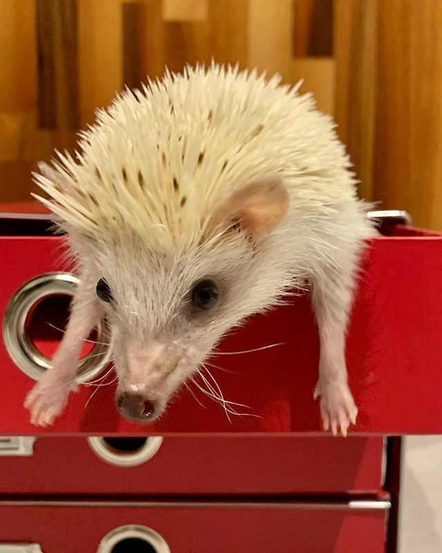PengeHog's tweet photo. Being stuck at home is a good chance for yuki to get his paperwork done .
.
.
#instahog #hedgehogstagram #hogstagram #ヘッジホッグ #weeklyfluff #hedgehogmania
#fluffyhedgehog #cutenessoverload #hedgieholic #hedgiesofinsta #happyhedgie #hedgehogoftheday… https://t.co/fkDMzd2BU7 https://t.co/PfWBsmIi5v