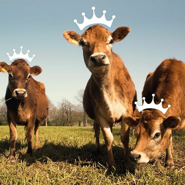 Queens of Dairy tweet media