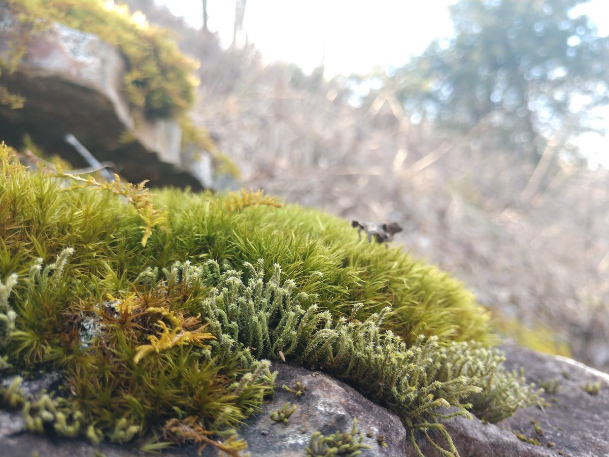 clintonmuseum's tweet photo. RT ExpFayetteville: RT ARStatePark: Getting out in nature restores us. During this difficult time, take the time to get outdoors. Thanks to Park Interpreter Jonathan for this beautiful photo at Mount Magazine State Park. https://t.co/VrZreVohIR #ARStateโฆ https://t.co/mWkF7G0nrT