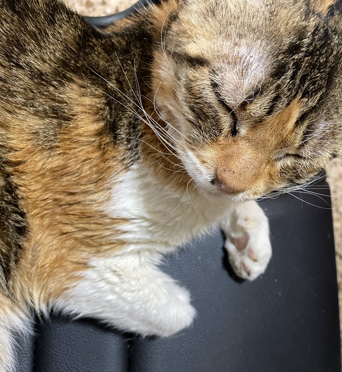 yeskacierzo's tweet photo. #yomequedoencasa y estoy enseñando a mis humanos cómo sobrellevar estos días caseros involuntarios 🧘‍♀️🤗 #quédateencasa 

#cats #CatsOfTwitter #catslovers #gatos #amorgatuno #yeska #lagatadelcierzo #miau #meow #catlovers https://t.co/mKFAT7fvkt
