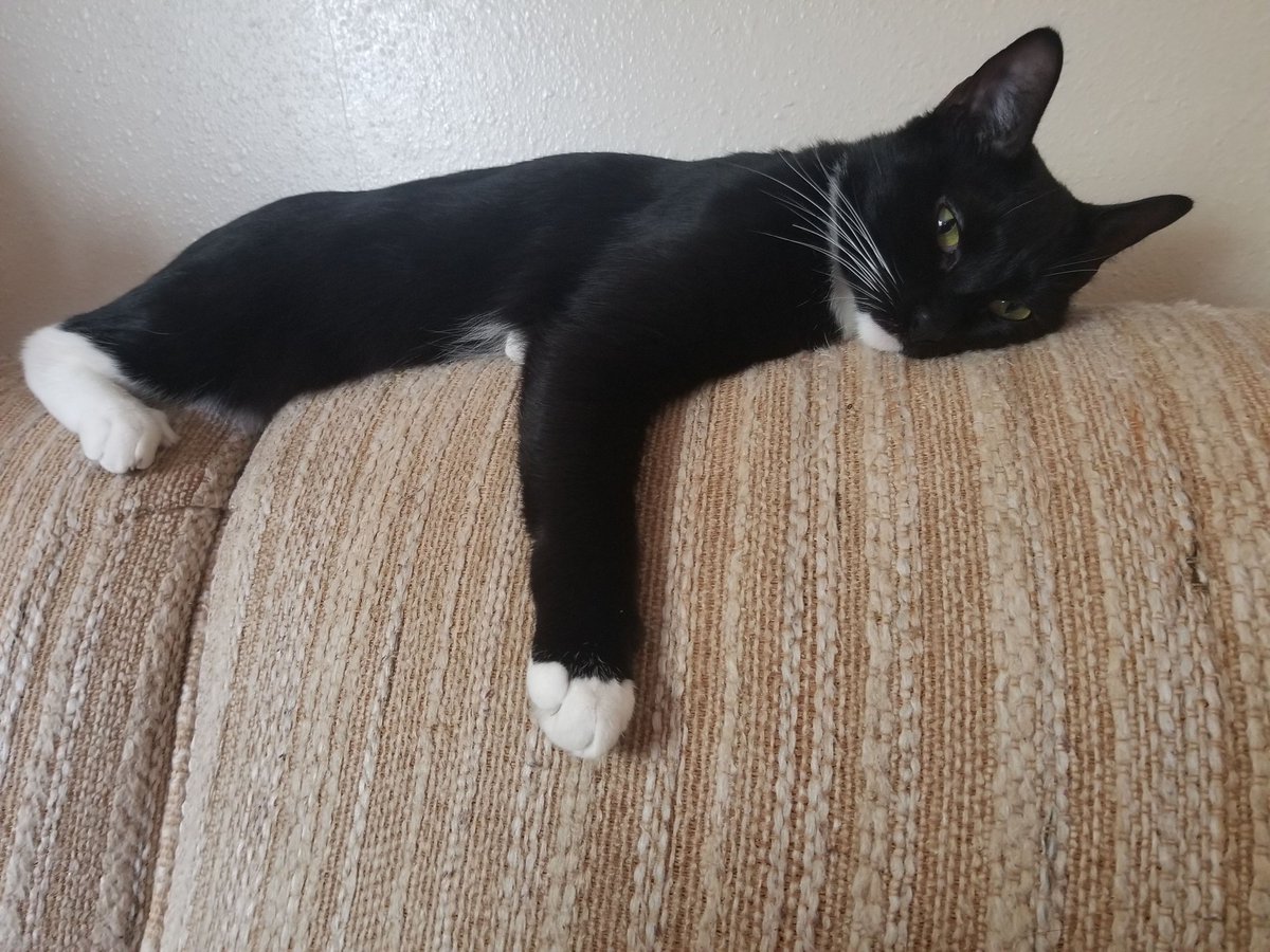 KittylaKitty2's tweet photo. 💙Satsuki's Thoughts: It's Monday. Take me back. I miss the weekend. This couch is comfy. Sleep is life. 
#catsofinstagram #CatsOfTwitter #tuxedocat #mondaythoughts #MondayMood #feline #RescueCats #catnap #couchcat #lazycat https://t.co/OA93D4gCO0