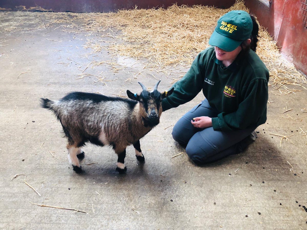 wheelgatepark's tweet photo. 🐐 New arrivals at the Farm❗️
We have 4 female Pygmy Goats and they will only grow between 43 - 56 cm high! 

#goats #pygmygoats #newarrival #familydaysout #arrival #familyfun #farmlife @countryfilemagazine @NottinghamPost @chadnews https://t.co/FaNSQifzTe